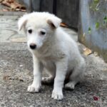 psifistike-o-nomos-sfagis-stin-tourkia-chiliades-adespota-skylia-kindynevoun-me-efthanasia