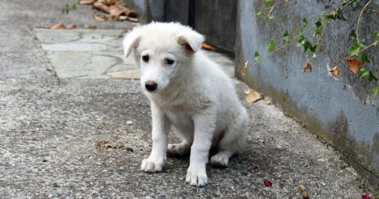 psifistike-o-nomos-sfagis-stin-tourkia-chiliades-adespota-skylia-kindynevoun-me-efthanasia